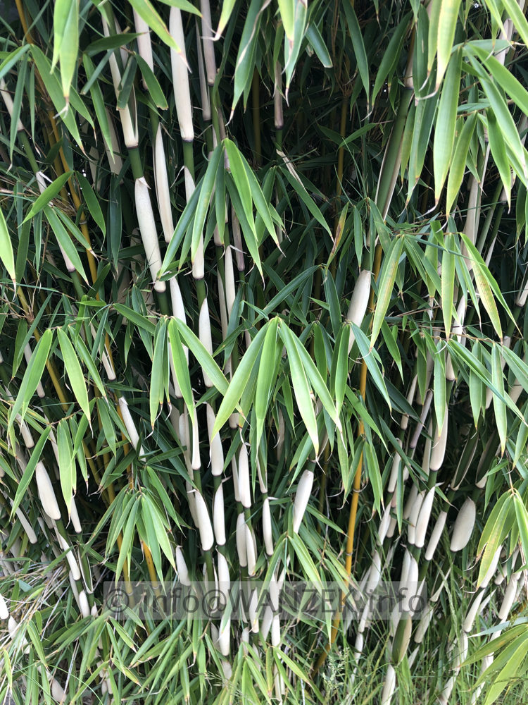 Fargesia robusta Campbell - 01.JPG